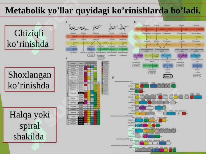 MIKROORGANIZMLAR METABOLIZMI 8