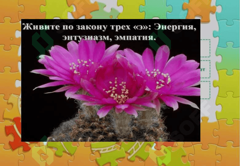 Кактус 7