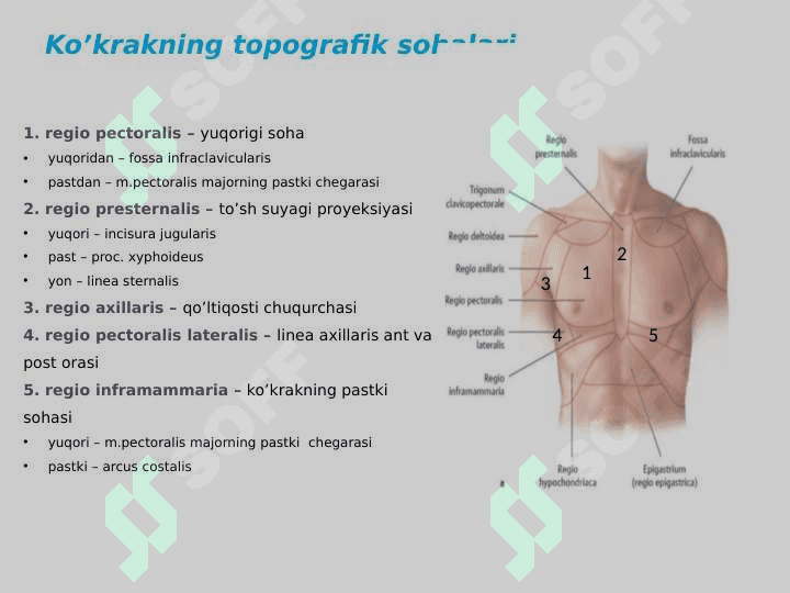 Koʻkrak muskullari 2