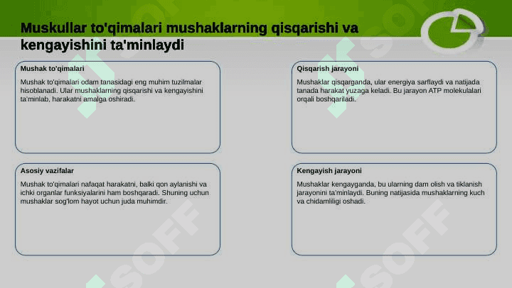 Muskullar sistemasi 3