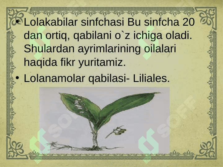 Lolanamolar qabilasi 2
