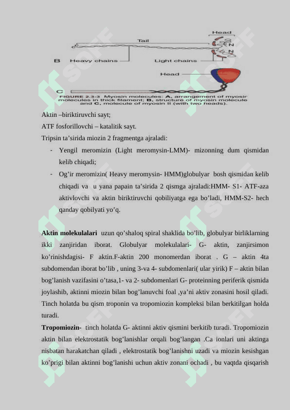 Mushak fiziologiyasi 3