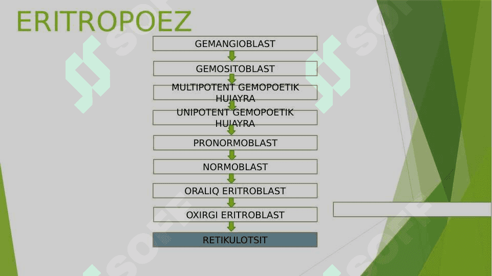 Eritrotsitlar. Qondagi ko'rsatkichlar. Eritrotsitoz, Eritropeniya, Eritrotsitlar cho'kish tezligi 7