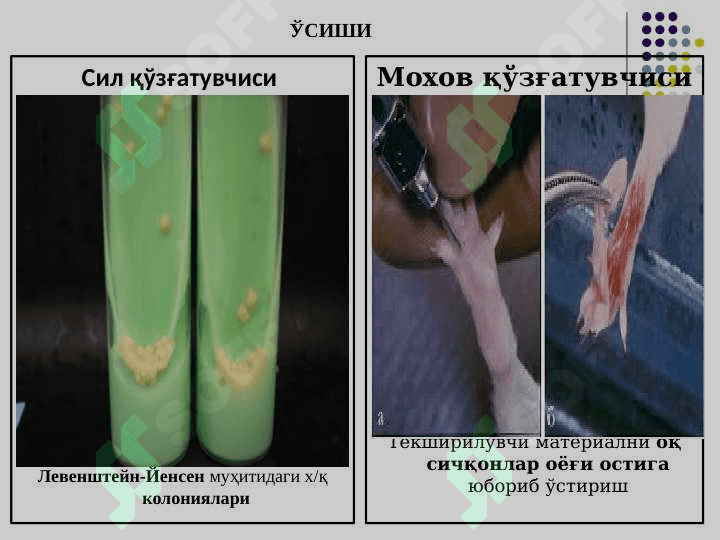 Sil va moxov ppt 7