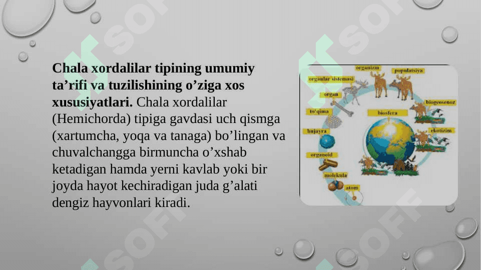 CHALA XORDALILAR  TIPI 2