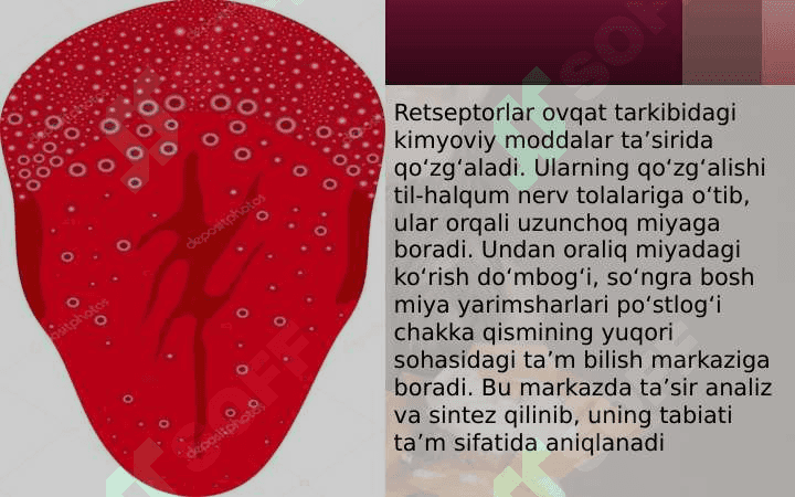 Ta'm bilish azosi gistalogiyasi 3