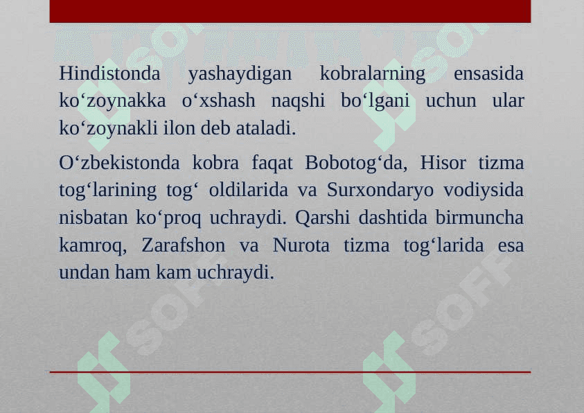 O‘rta Osiyo kobrasi 3