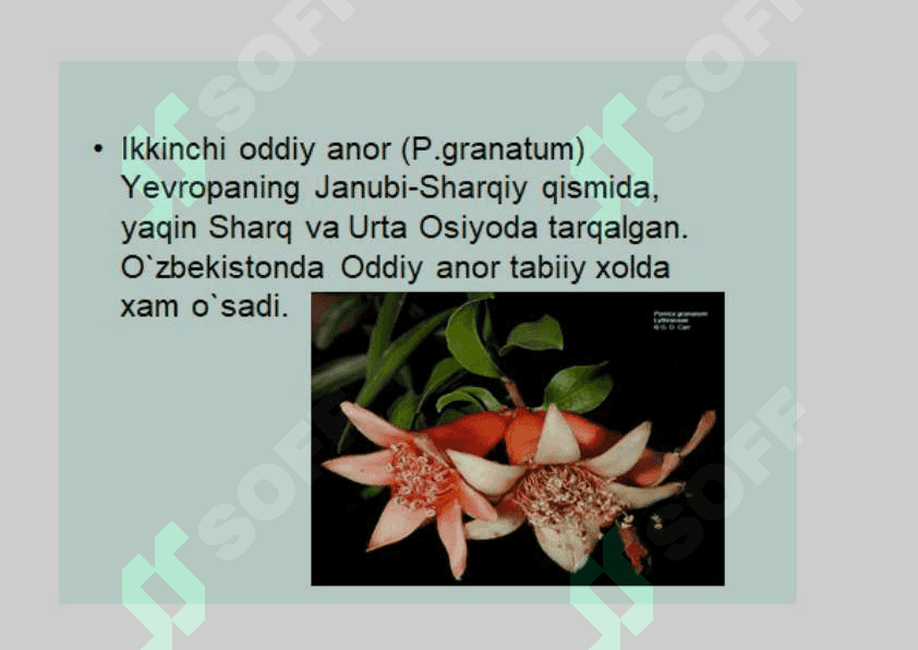 Mirtanamolar qabilasi. 8