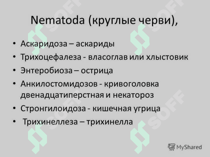 Слайд на тему гельминтов 4