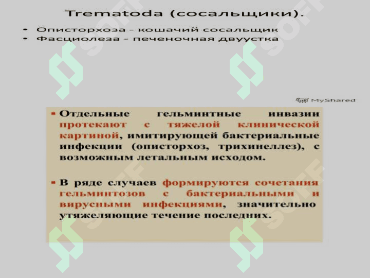 Слайд на тему гельминтов 7