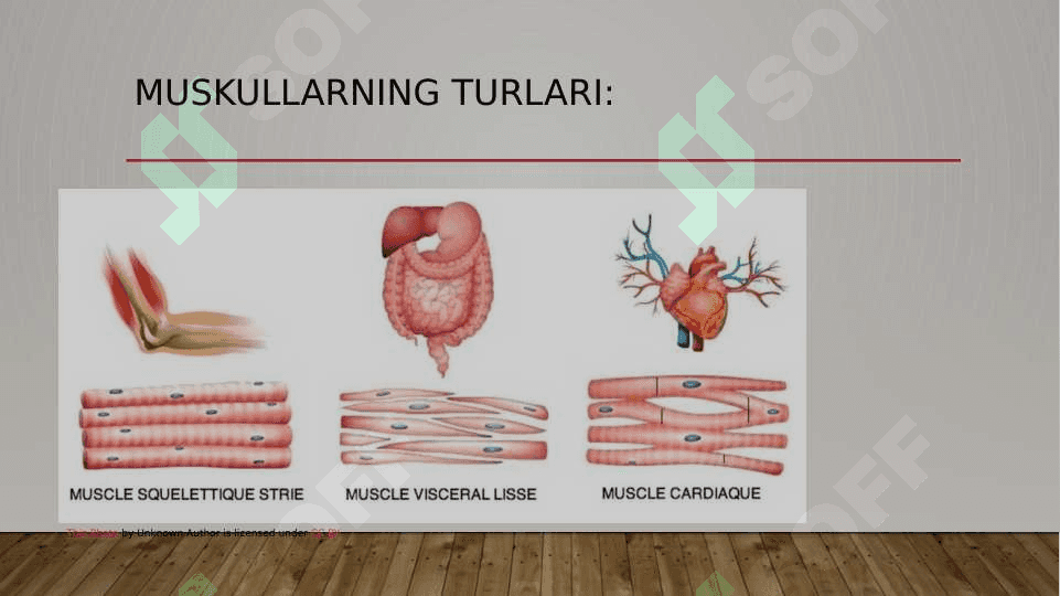 MUSHAKLAR BIOMEXANIKASI 3