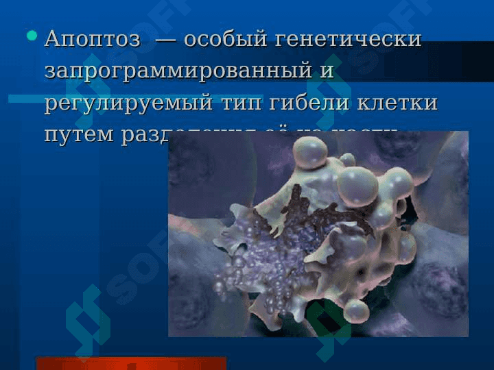 АПОПТОЗ И НЕКРОЗ 2