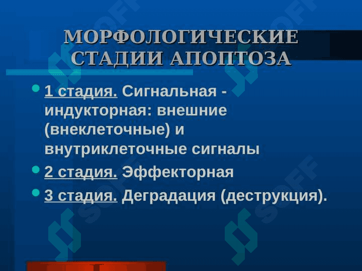 АПОПТОЗ И НЕКРОЗ 4