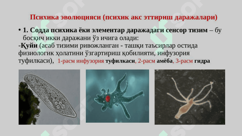 Онг хакида психологик карашлар 6