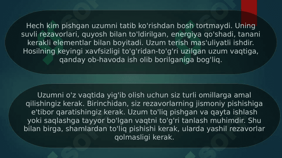 Uzumni yigib olish 3