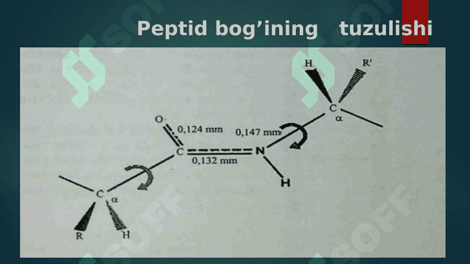 Peptidlar va oqsillar 6