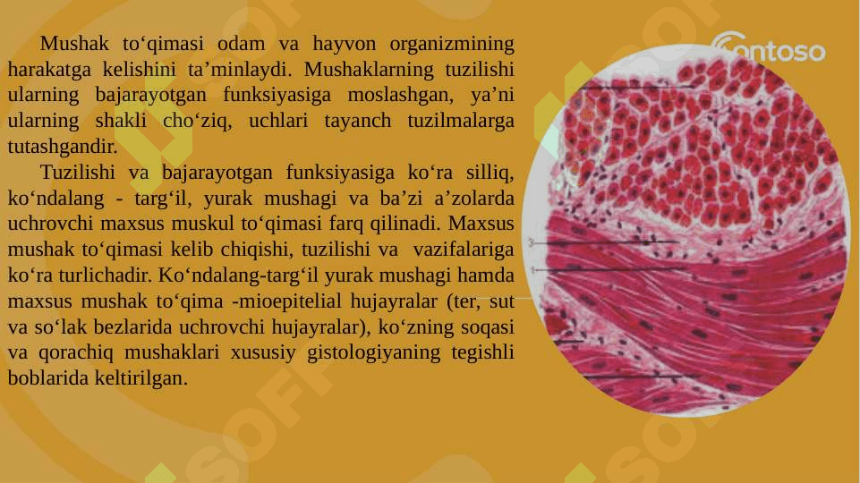 Muskul to’qimasi 2