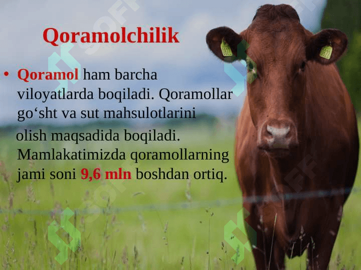 CHORVACHILIK 8