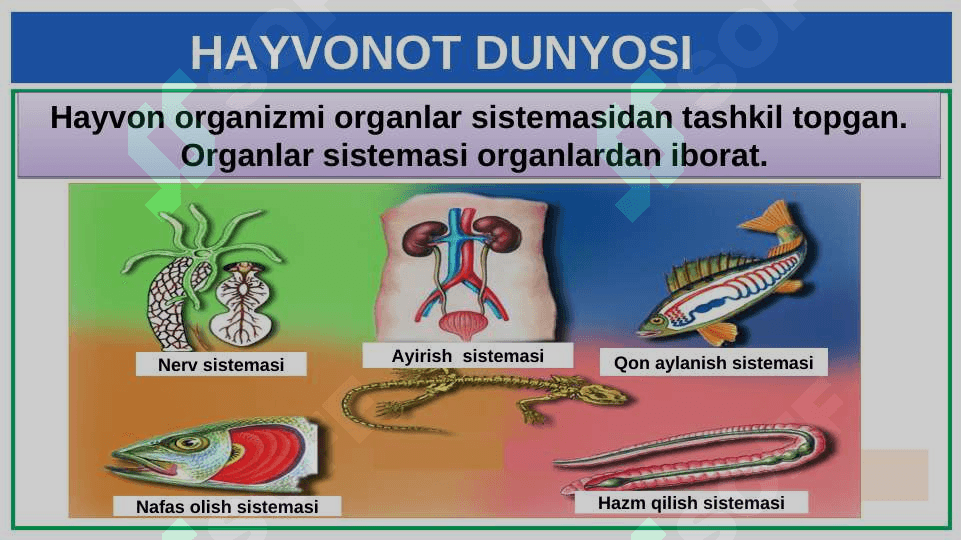 HAYVONOT DUNYOSI 7