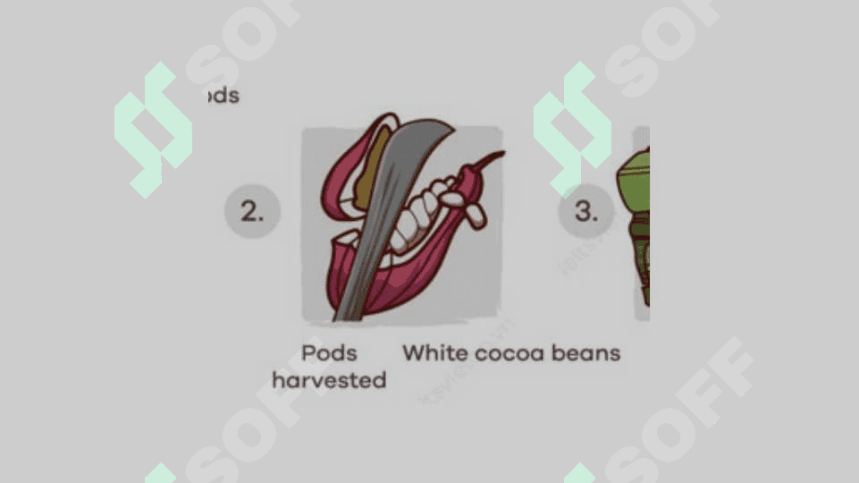 chocolate 7