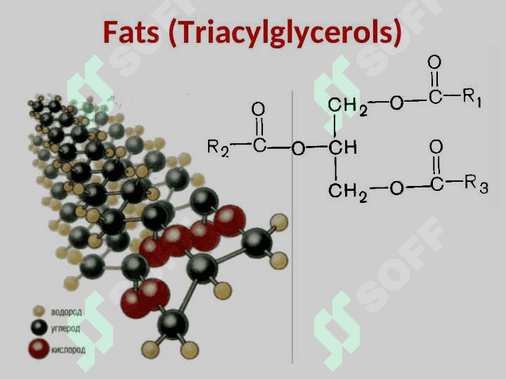 LIPID METABOLISM 2