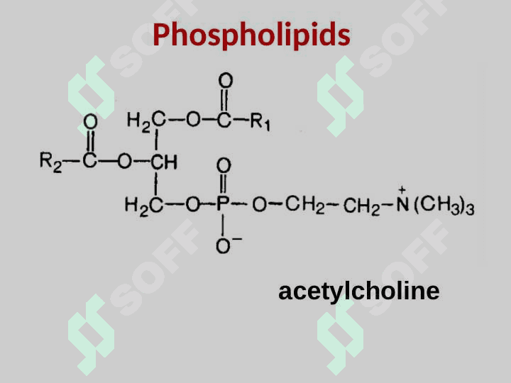 LIPID METABOLISM 3