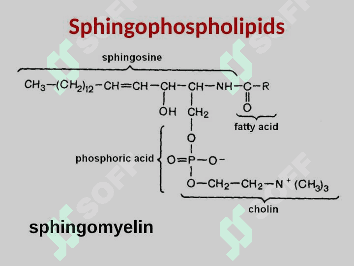 LIPID METABOLISM 4