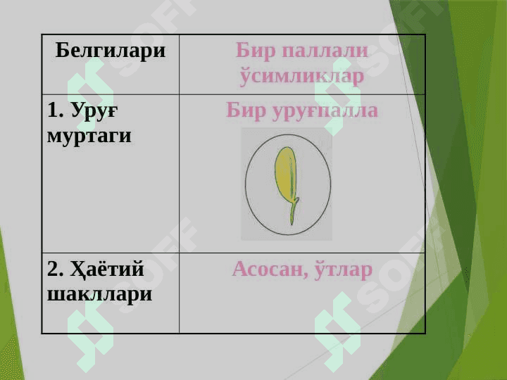 Бир уруғпаллали ўсимликлар 5