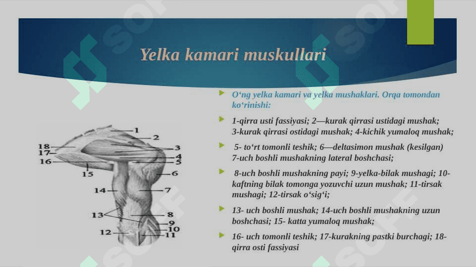 Qo'l muskullarining anatomik tuzilishi 3