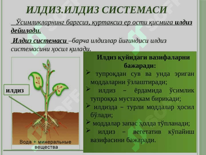 Вегетатив органлар 4