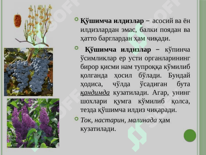 Вегетатив органлар 7