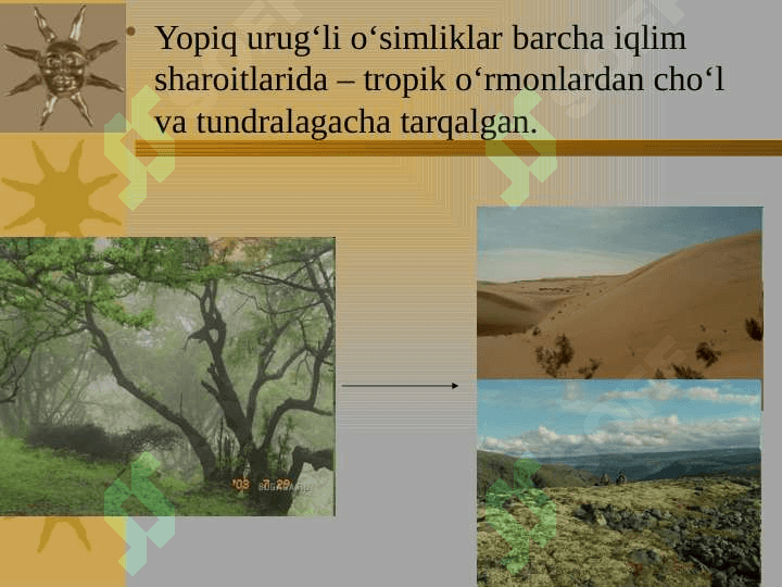 Yopiq urug‘li (gulli) o‘simliklar pptx 3