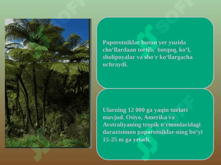 PAPOROTNIKLAR bo`limi pptx 6
