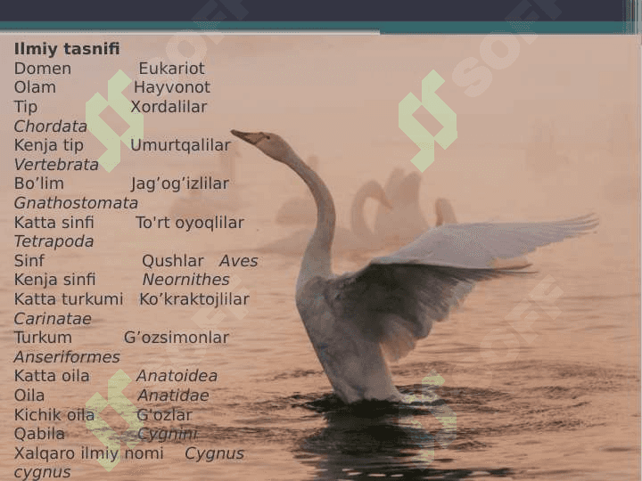 oqqushlar  va ularning turlari pptx 2