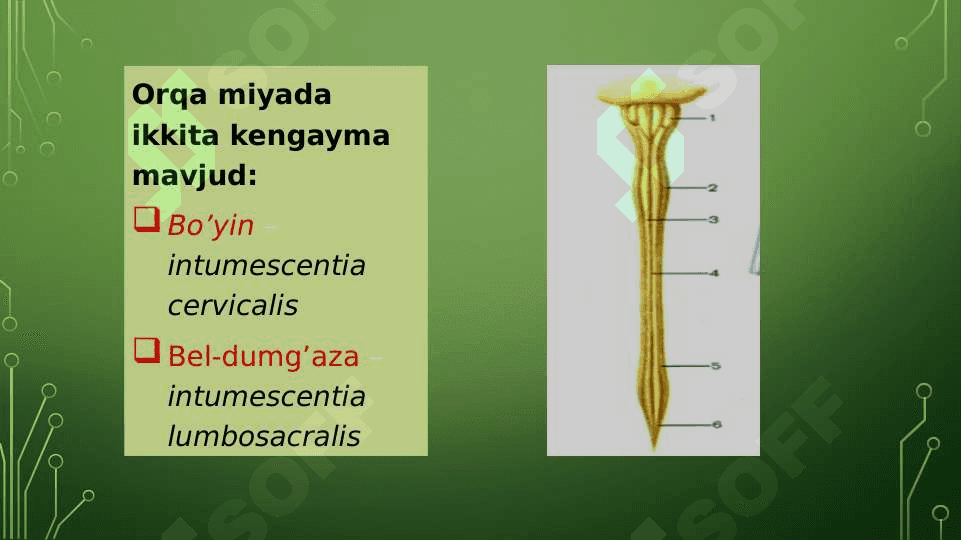 Orqa miya anatomiyasi 4