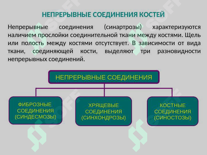 ОБЩАЯ СИНДЕСМОЛОГИЯ 3