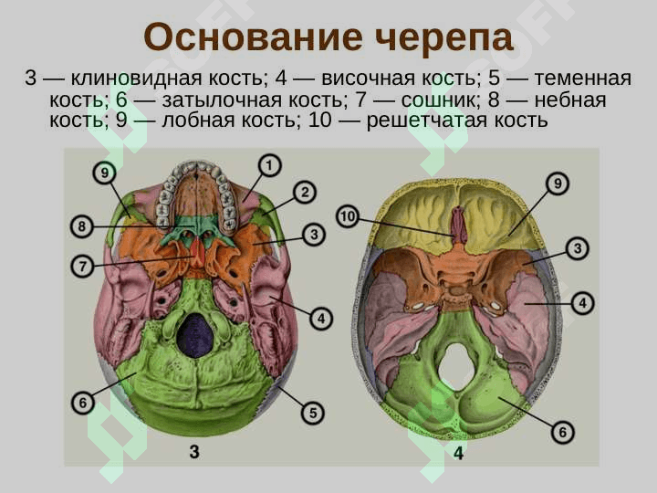 Кости черепа. Скелет туловища 7