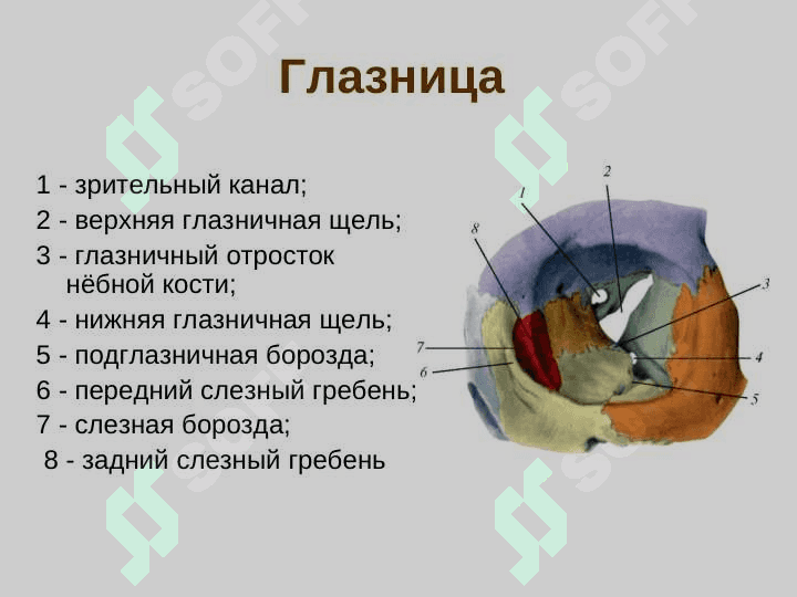 Кости черепа. Скелет туловища 8