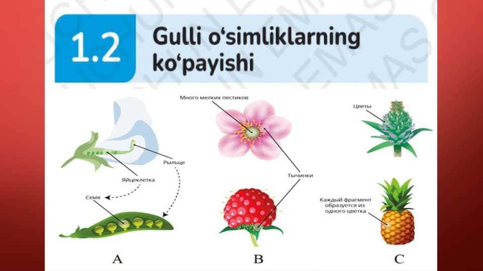 Gulli o'simliklarning ko'payishi