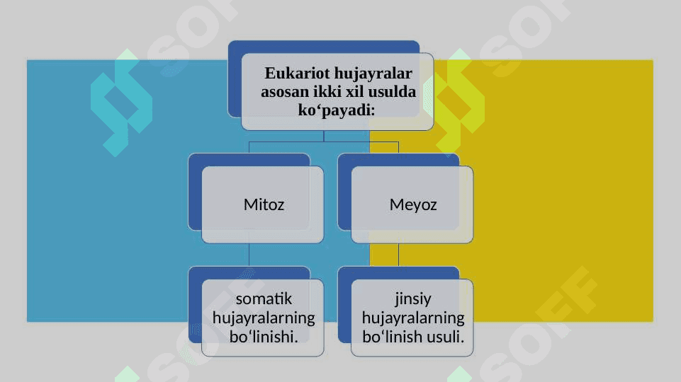 HUJAYRA SIKLI 8