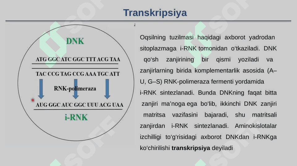 Plastik almashinuv Oqsil biosintezi 7