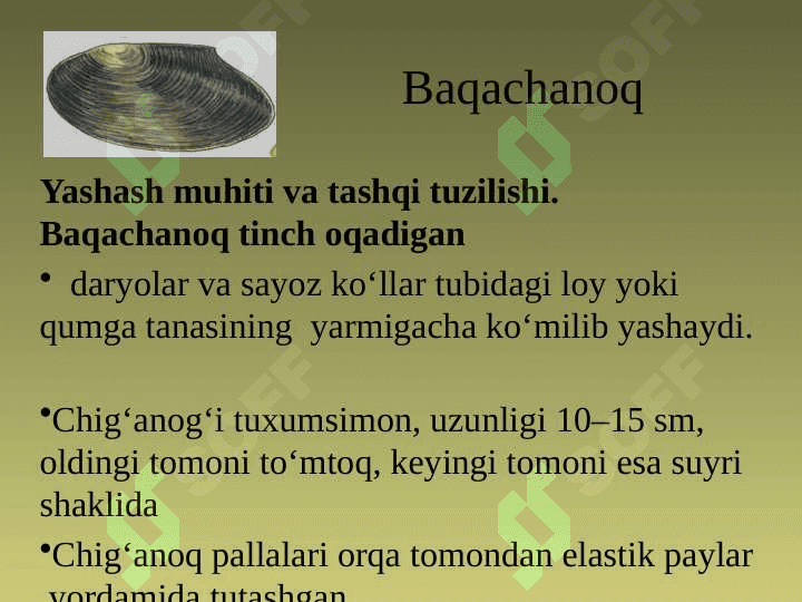 MOLLYUSKALAR TIPI 7