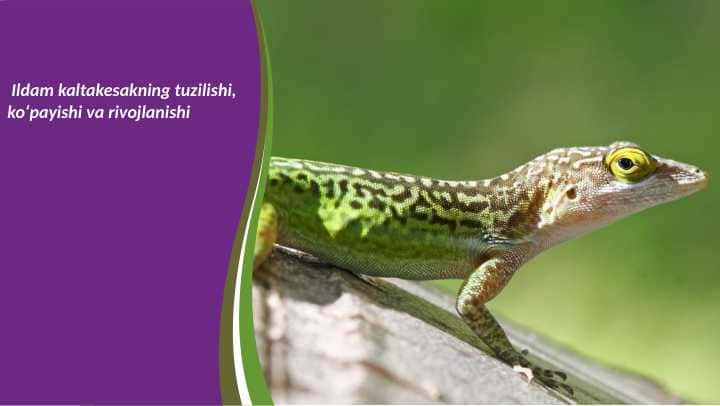 Ildam kaltakesakning tuzilishi, ko‘payishi va rivojlanishi