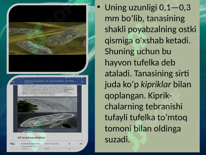 Infuzoriyalar va sporalilar sinflari 5