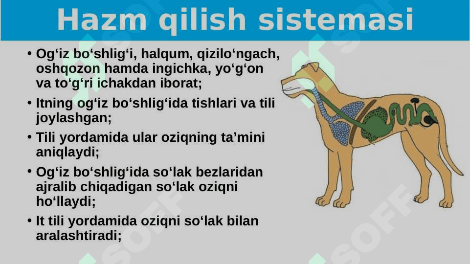 Itning ichki tuzilishi. 3