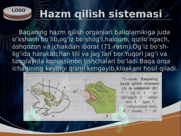 Ko’l baqasining ichki tuzilishi 2