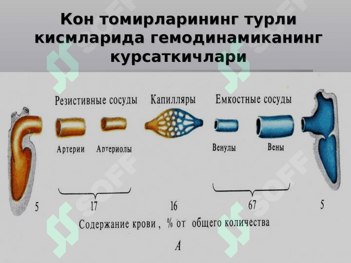 Qon tomirlar xarakati 4