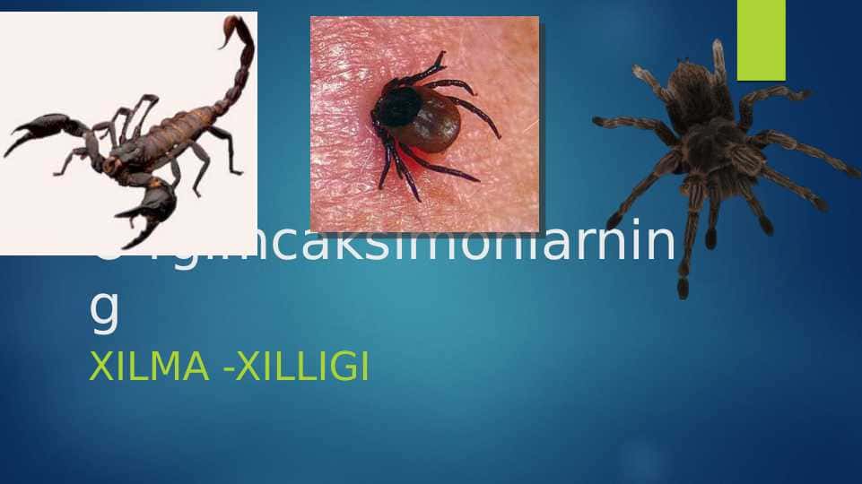 O'rgimchaksimonlar sinfi