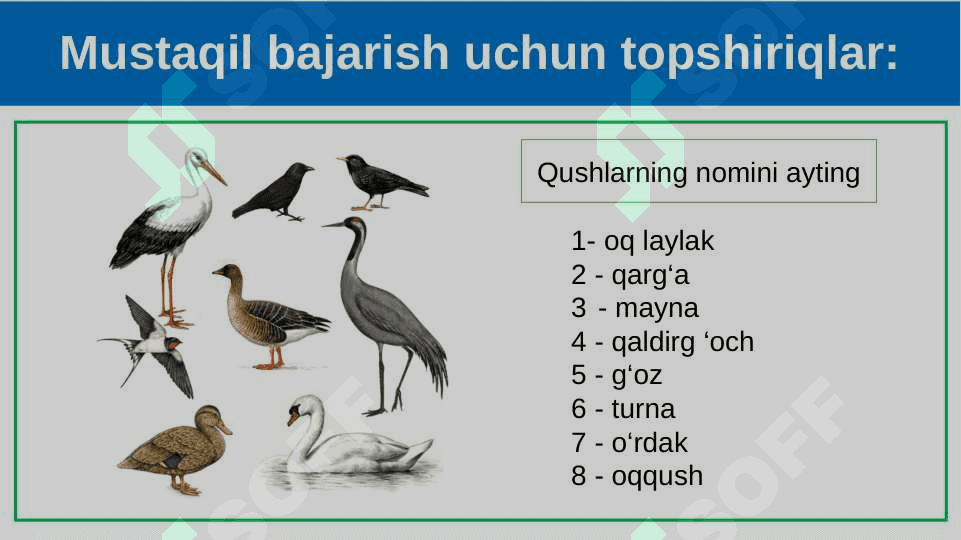 Parrandachilik 3