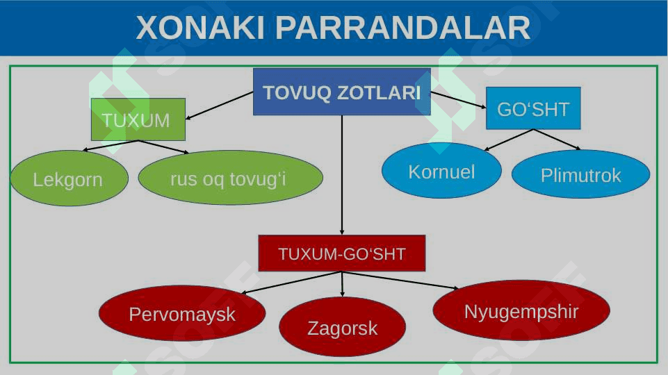 Parrandachilik 7